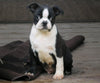 AKC Registered Boston Terrier For Sale Warsaw, OH Male- Coley