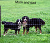 AKC Registered Bernese Mountain Dog For Sale Adamsville, OH Male- Rover