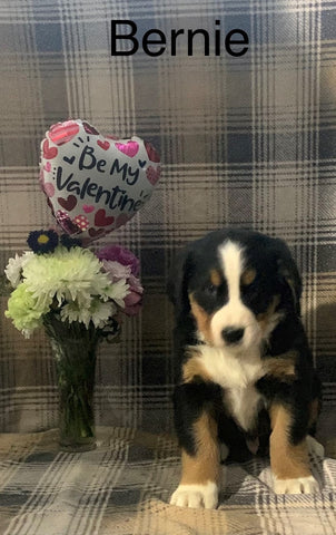 AKC Registered Bernese Mountain Dog For Sale Adamsville, OH Male- Bernie