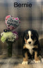 AKC Registered Bernese Mountain Dog For Sale Adamsville, OH Male- Bernie
