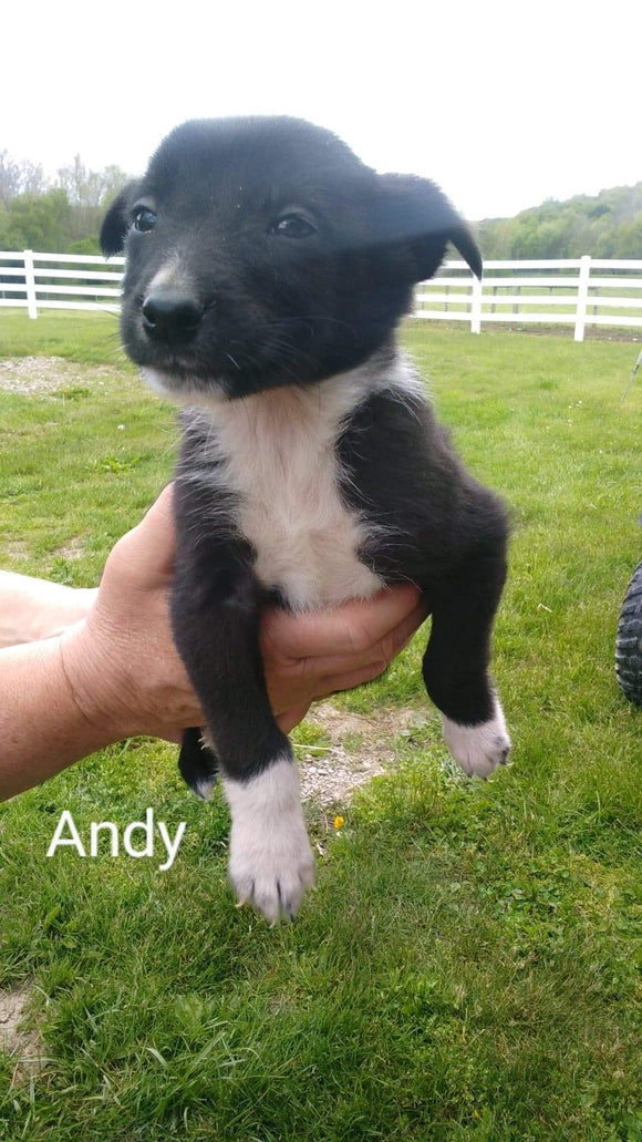 Border Collie For Sale Fredericksburg, OH Male- Andy