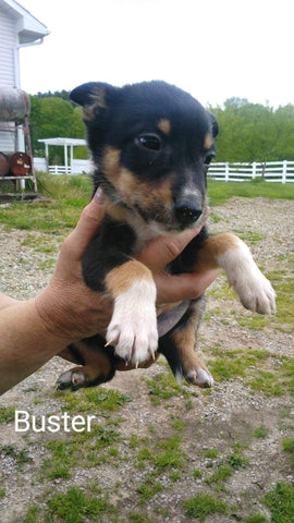 Border Collie For Sale Fredericksburg, OH Male- Buster