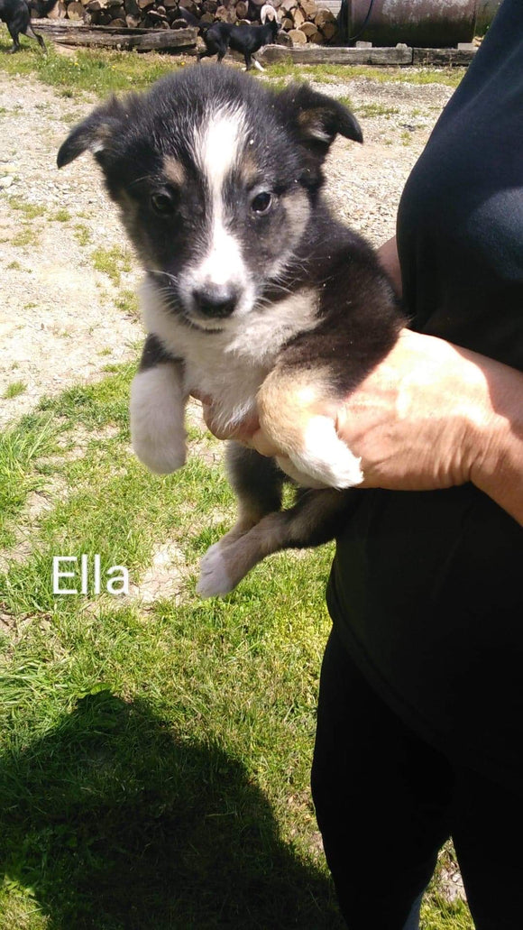 Border Collie For Sale Fredericksburg, OH Female- Ella