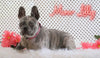 AKC Registered French Bulldog For Sale Fredericksburg, OH Female- Maddie