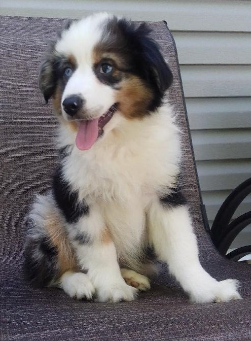 Mini Australian Shepherd For Sale Fredericksburg OH -Male Dexter