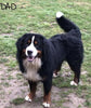 AKC Registered Bernese Mountain Dog For Sugarcreek OH Female -Ivy