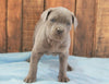 AKC Registered Cane Corso For Sale Wooster, OH Female- Luna