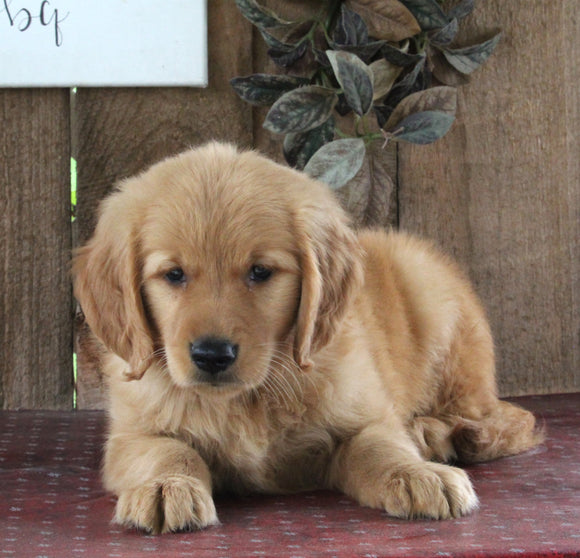 AKC Registered Golden Retriever For Sale Sugarcreek OH Male-Harley