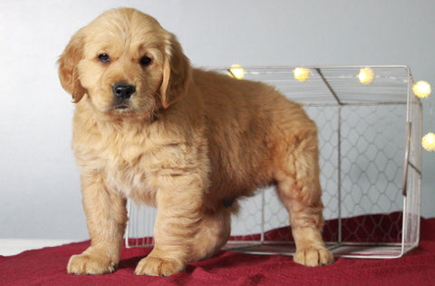 AKC Registered Golden Retriever For Sale Holmesville, OH Male- Timmy