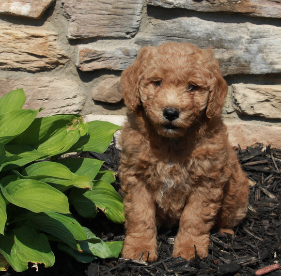 Mini Goldendoodle For Sale Sugarcreek OH Male-Scout
