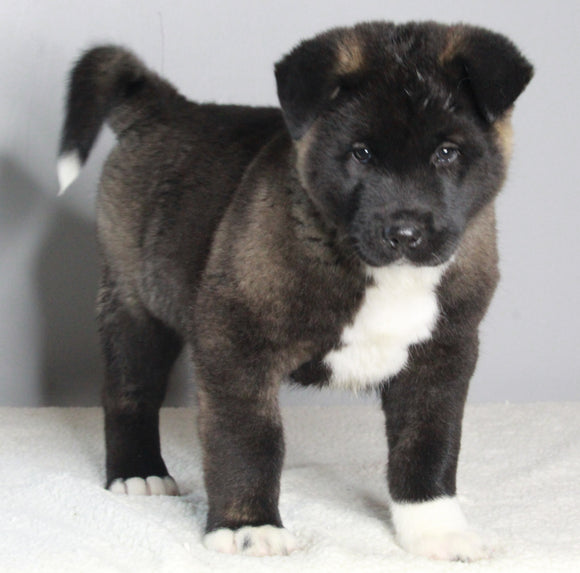 AKC Registered Akita For Sale Millersburg OH Male-Zeus