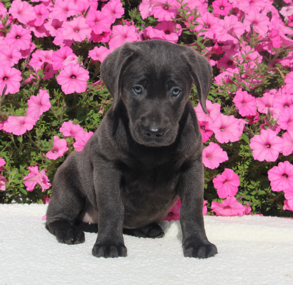 AKC Registered Labrador Retriever For Sale Millersburg OH Female-Indie