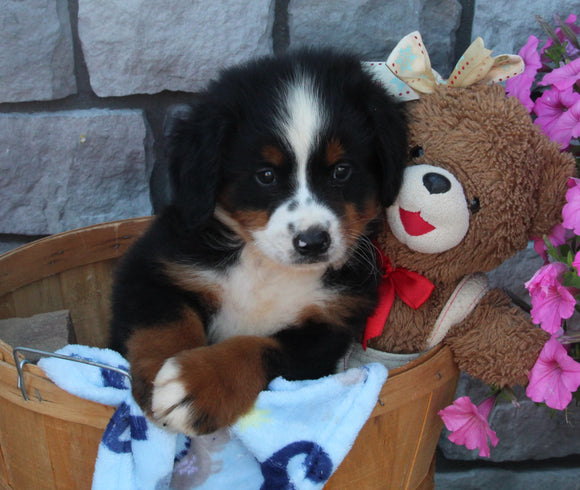 AKC Registered Bernese Mountain Dog For Sale Brinkhaven OH Male-Buster