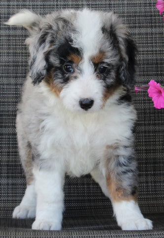 Mini Bernedoodle For Sale Mt Hope OH Female-Angela