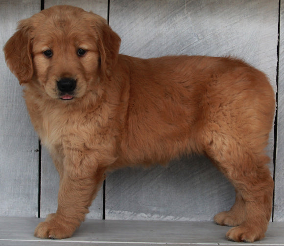 AKC Registered Golden Retriever For Sale Millersburg OH -Female Ashley