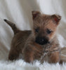 AKC Registered Cairn Terrier For Sale Millersburg OH Female-Tara