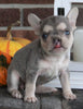 AKC Registered French Bulldog For Sale Wooster OH Female-Coco