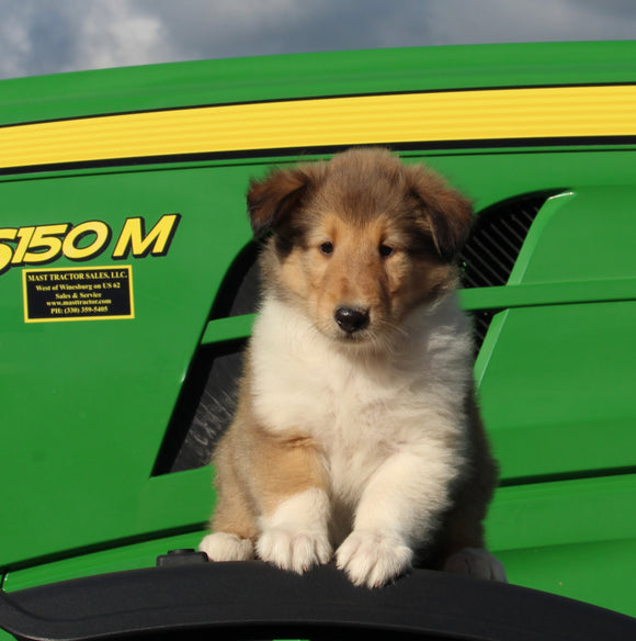 AKC Registered Collie Lassie For Sale Fredericksburg OH Female-Hailey