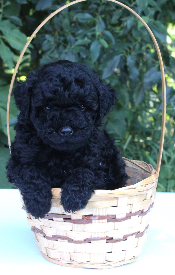 AKC Registered Mini Poodle For Sale Millersburg OH Male-Elvis