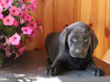 AKC Registered Labrador Retriever For Sale Fredericksburg OH Female-Trixie