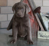 AKC Registered Labrador Retriever Silver For Sale Sugarcreek OH Female-Lola
