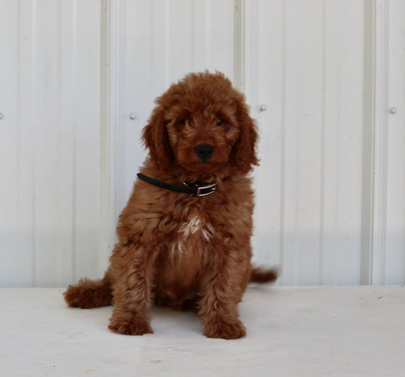 Mini Goldendoodle For Sale Wooster OH Male-Bentley