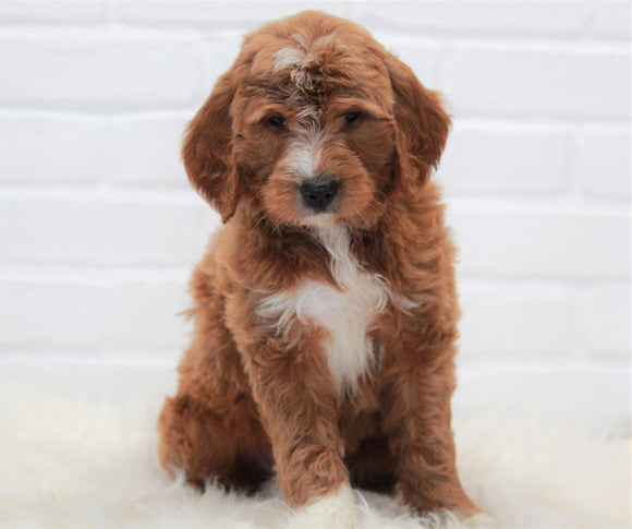 Goldendoodle (Standard) For Sale Dundee, OH Female- Annabelle