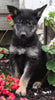 German Shepherd Husky For Sale Millersburg OH Male-Max