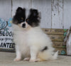 Pomeranian For Sale Millersburg, OH Male- Sam