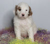 F1B Labradoodle For Sale Millersburg, OH Male- Buster