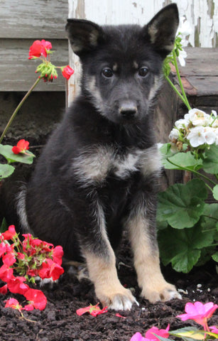 German Shepherd Husky For Sale Millersburg OH Male-Max