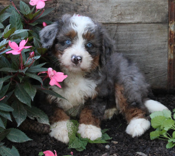 Mini Bernedoodle For Sale Millersburg OH Female-Kayla