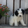 Mini Bernedoodle For Sale Sugarcreek OH Male-Mickie