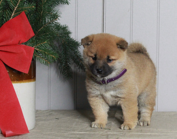 AKC Registered Shiba Inu For Sale Dundee OH Female-Lily