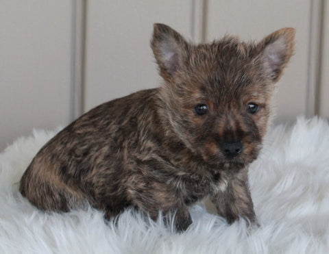 AKC Registered Cairn Terrier For Sale Millersburg OH Male-Coco