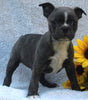 AKC Registered Boston Terrier For Sale Warsaw OH -Male Fido