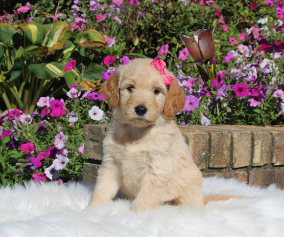 Goldendoodle For Sale Sugarcreek OH Female-Lexie