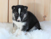 German Shepherd/ Siberian Husky Mix For Sale Millersburg, OH Female- Lola