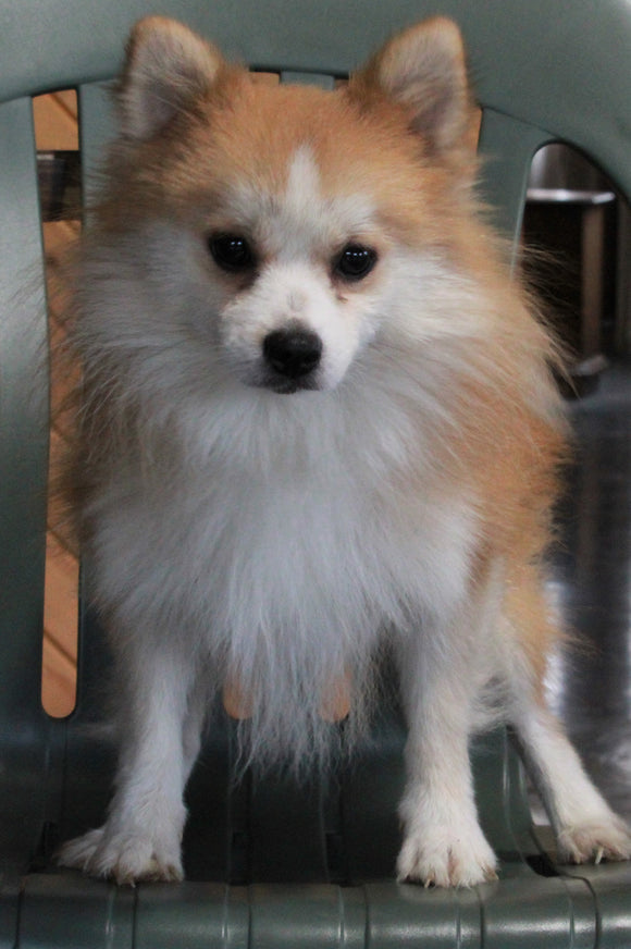 Pomeranian For Sale Millersburg OH Male-Buddy