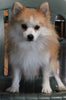Pomeranian For Sale Millersburg OH Male-Buddy