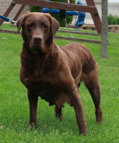AKC Labrador Retriever For Sale Sugarcreek OH Female-Lucy