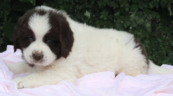 AKC Newfoundland For Sale Millersburg OH -Female Molly