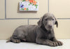 AKC Registered Labrador Retriever For Sale Sugarcreek, OH Male- Diesel