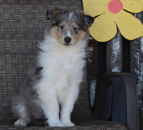Collie Lassie For Sale Fredericksburg OH Female-Rita