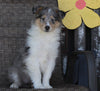 Collie Lassie For Sale Fredericksburg OH Female-Rita