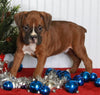 Boxer For Sale Fredericksburg OH Male-Max