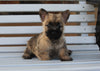 AKC Registered Cairn Terrier For Sale Millersburg OH Female-Hannah