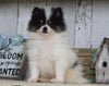 Pomeranian For Sale Millersburg, OH Male- Sam