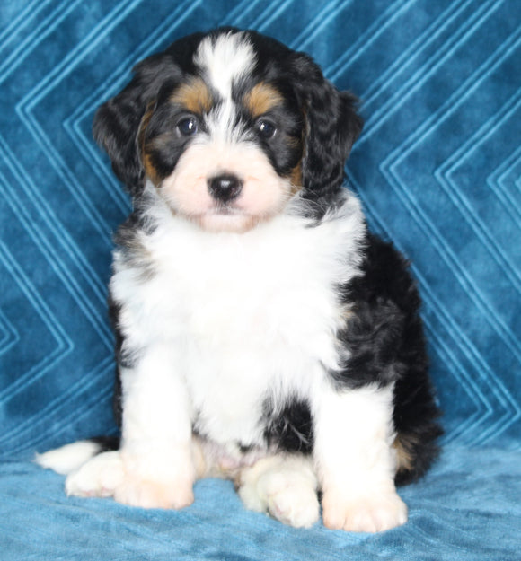 Mini Bernedoodle For Sale Dundee OH Female-Lacey