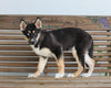 German Shepherd Siberian Husky Mix For Sale Millersburg OH Female-Darla